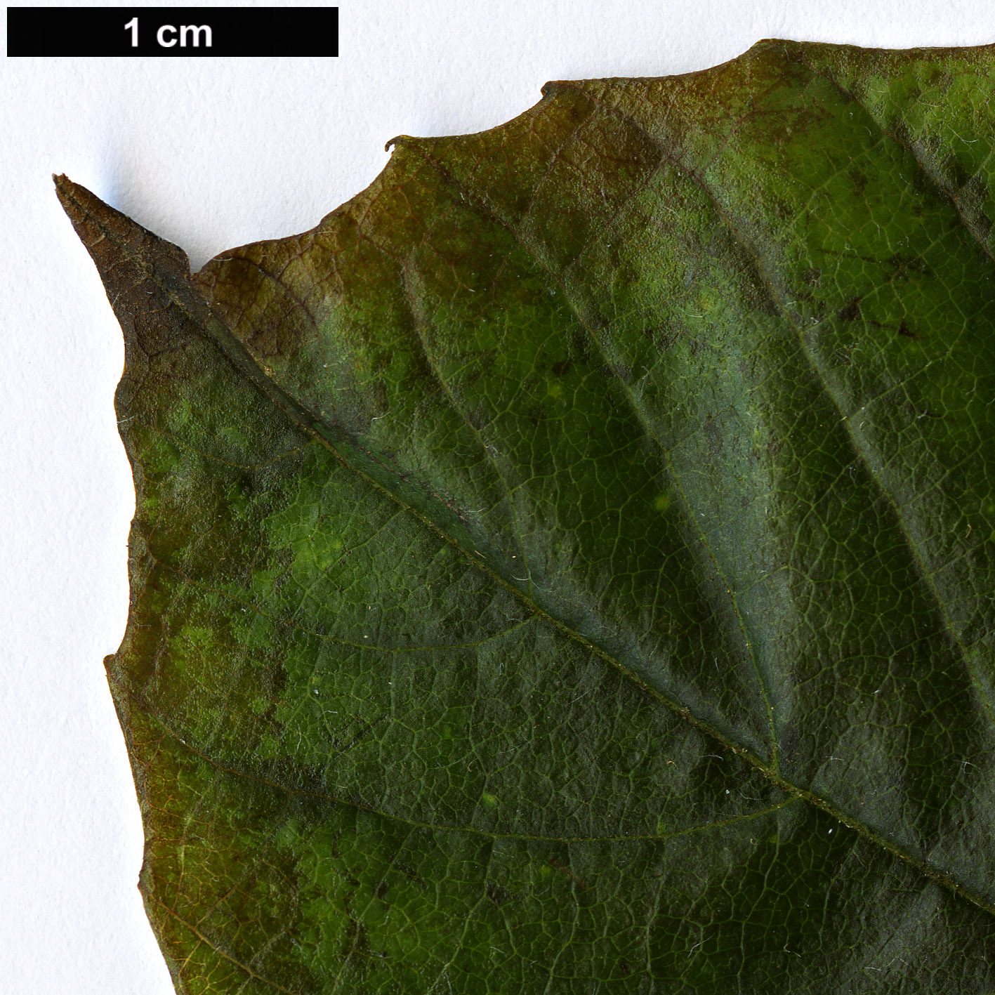 High resolution image: Family: Sabiaceae - Genus: Meliosma - Taxon: aff. myriantha